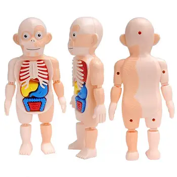 A tudomány, az Oktatás Emberi Szervek Modell DIY Közgyűlés Játékok Anatómia Baba Emberi Torzó Test Modell Anatómia, Anatómiai Orvosi Baba